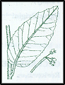Pomaderris aspera (outline)