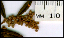 Pomaderris phylicifolia subsp phylicifolia (b)