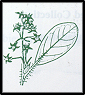 Pomaderris velutina (outline)