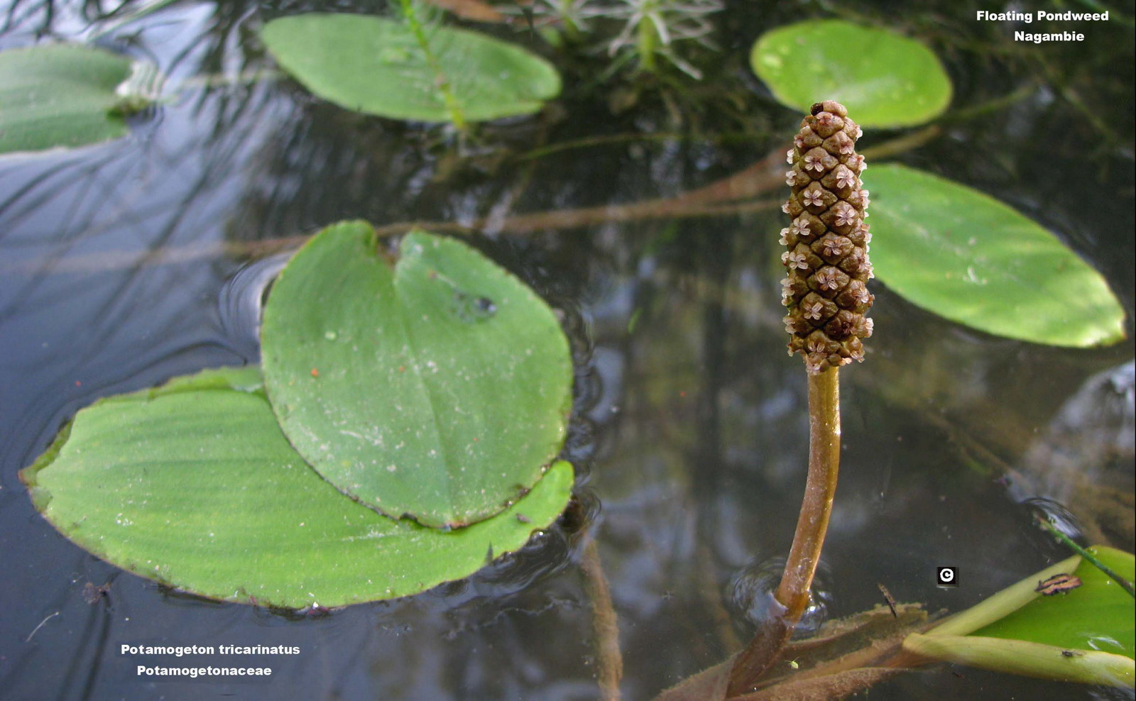Floating Pondweed