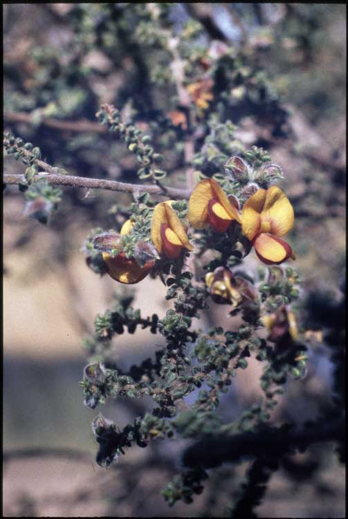 Pultenaea foliolosa flora ALA source
