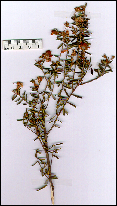 Ricinocarpos bowmanii (base)