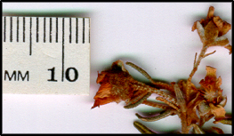 Ricinocarpos bowmanii (f)