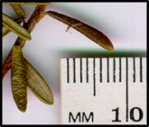 Ricinocarpos bowmanii (l)