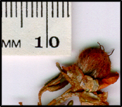 Ricinocarpos bowmanii (s)