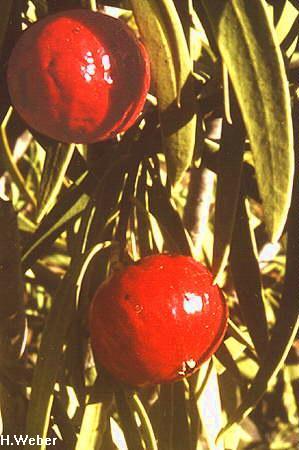 Santalum acuminatum flora ALA source