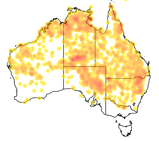 Santalum lanceolatum flora location map