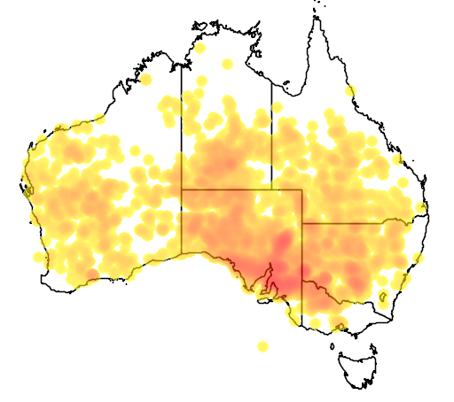 Senna artemisioides subsp x artemisioides flora location map