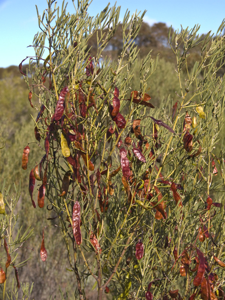 Senna artemisioides subsp zygophylla flora ALA source