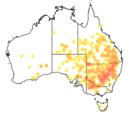 Senna artemisioides subsp zygophylla flora location map