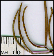 Senna artemisioides subsp zygophylla (l)