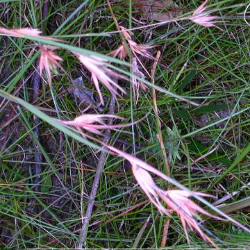 Kangaroo Grass