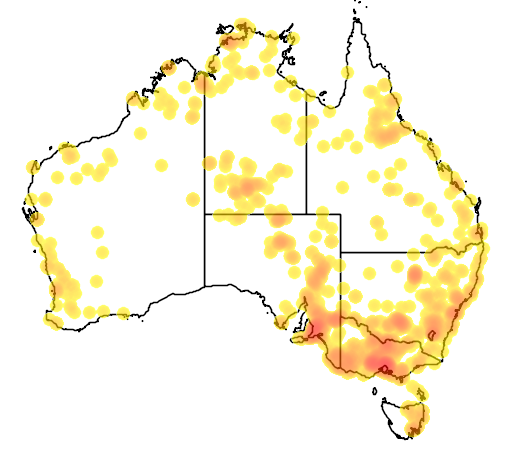 Typha domingensis flora location map