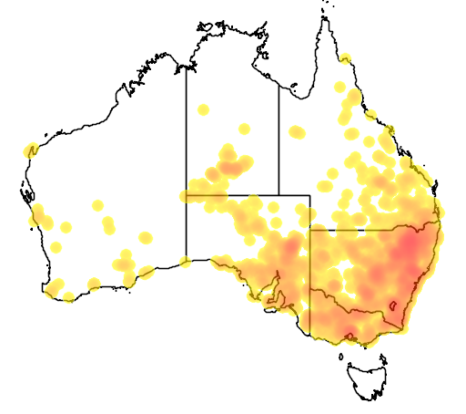 Wahlenbergia communis flora location map
