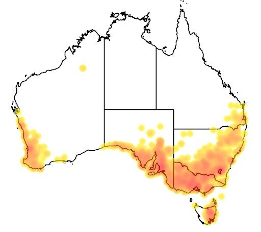Wurmbea dioica subsp dioica flora location map