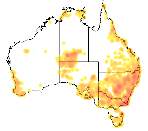 Xerochrysum bracteatum flora location map