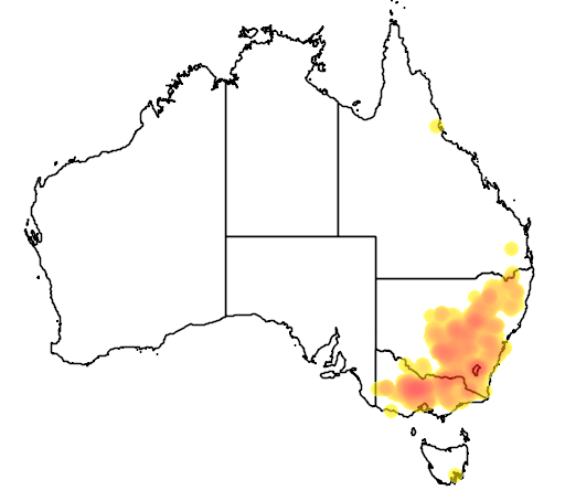 Xerochrysum viscosum flora location map