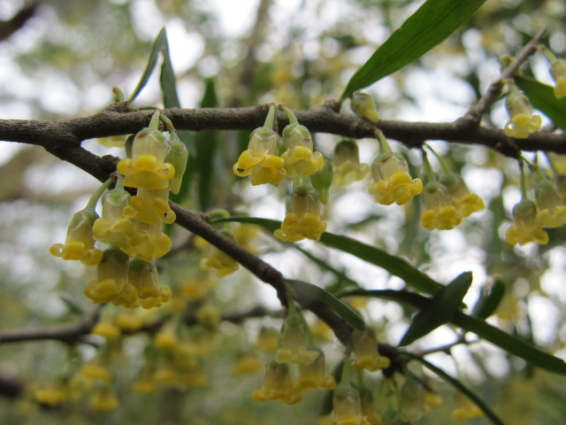 Hymenanthera dentata flora flowers