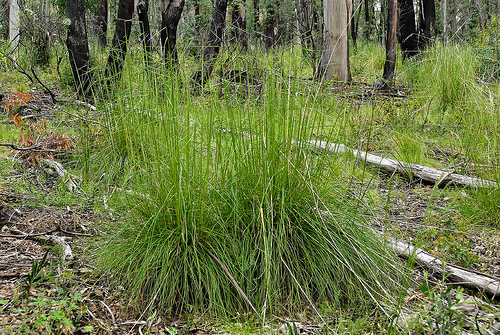 Red-anther Wallaby Grass