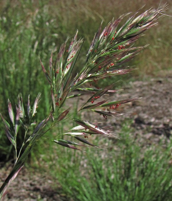 Joycea pallida flora plant