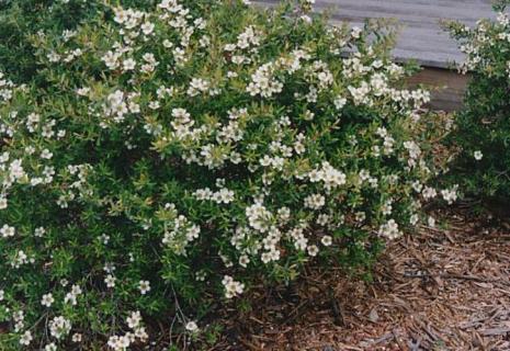 Leptospermum obovatum flora plant
