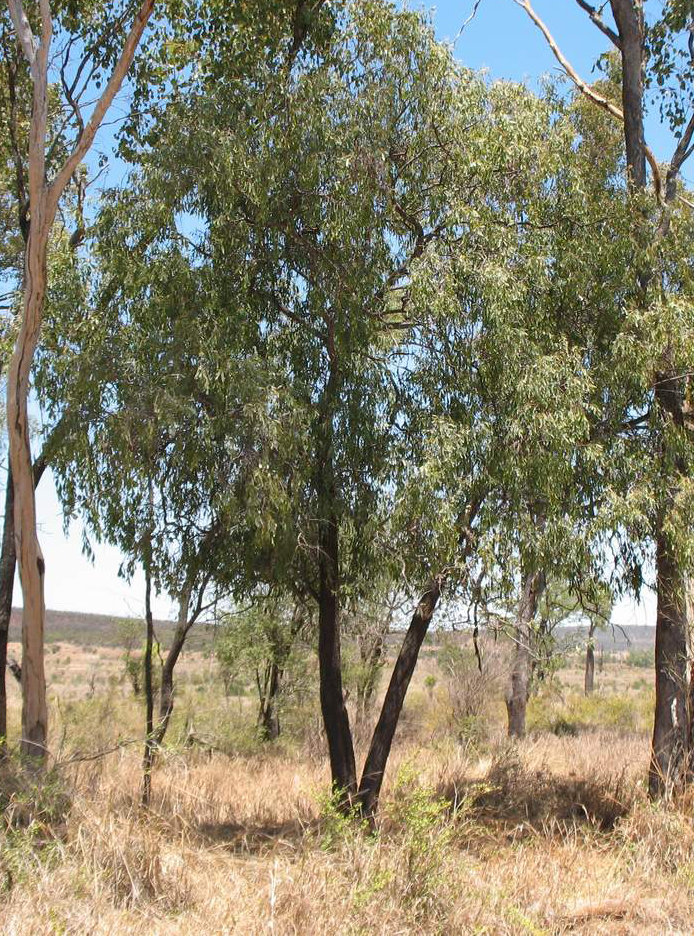 Santalum lanceolatum plant