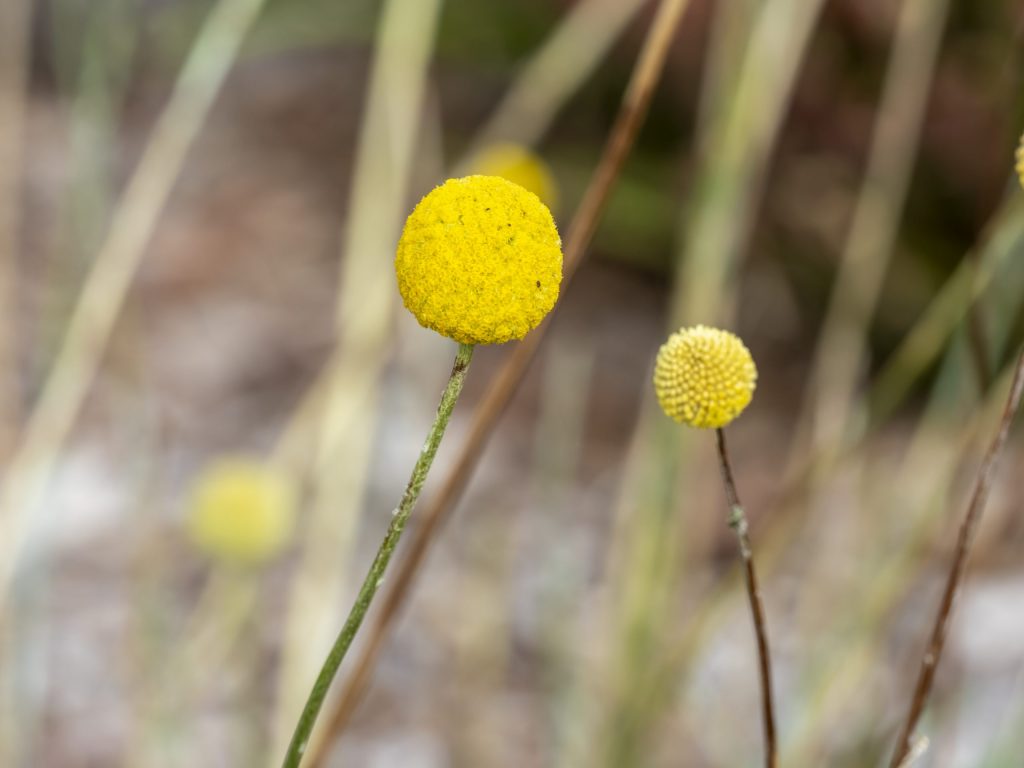 Billy Buttons