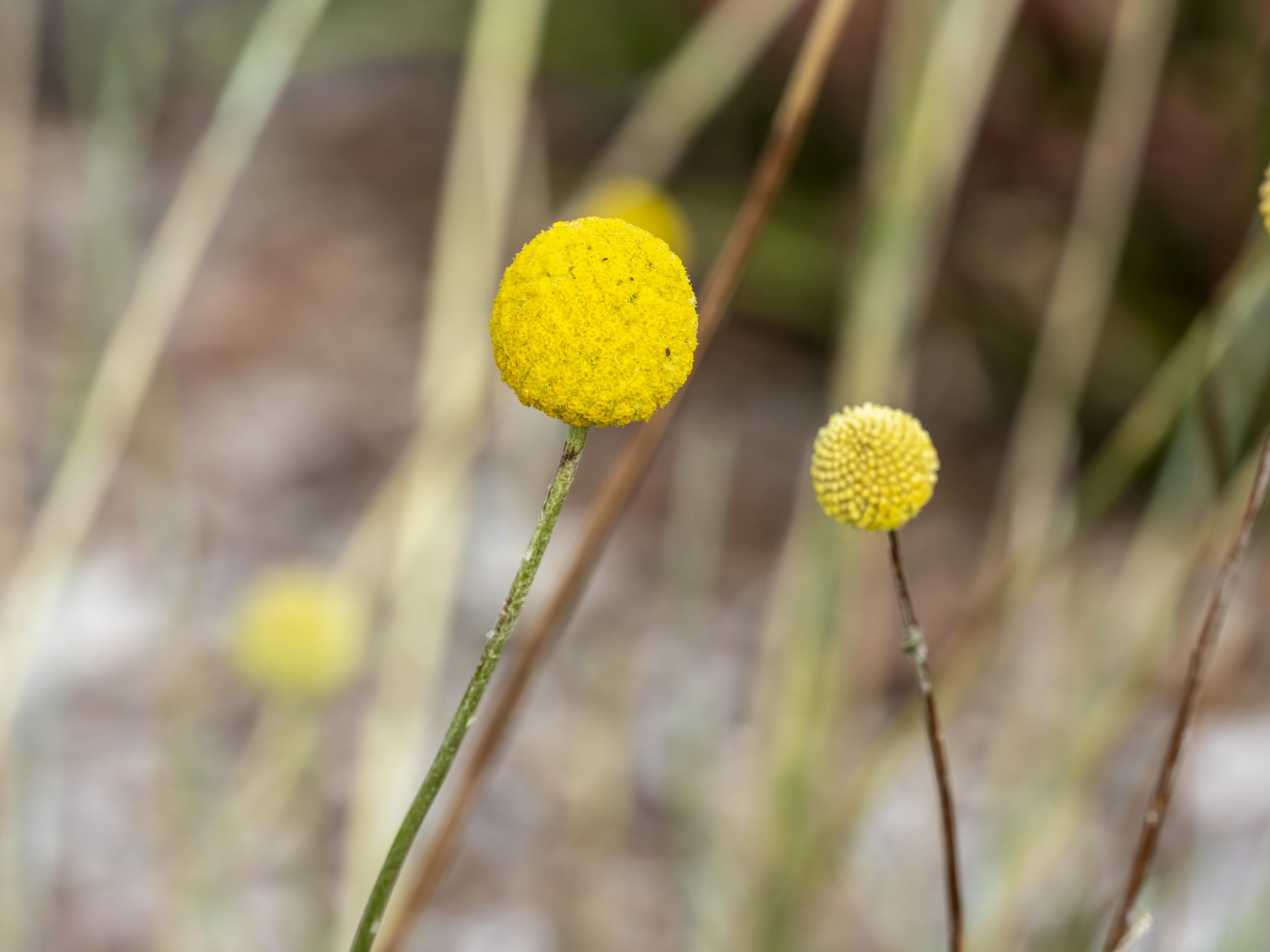 Billy Buttons