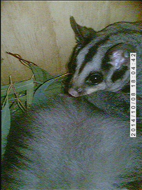 Glider - Woolshed Thurgoona Landcare Group
