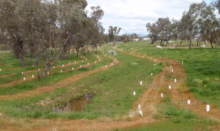 Tree planting at Thurgoona Equestrian Centre, 25 September, 2010 - Woolshed Thurgoona Landcare Group