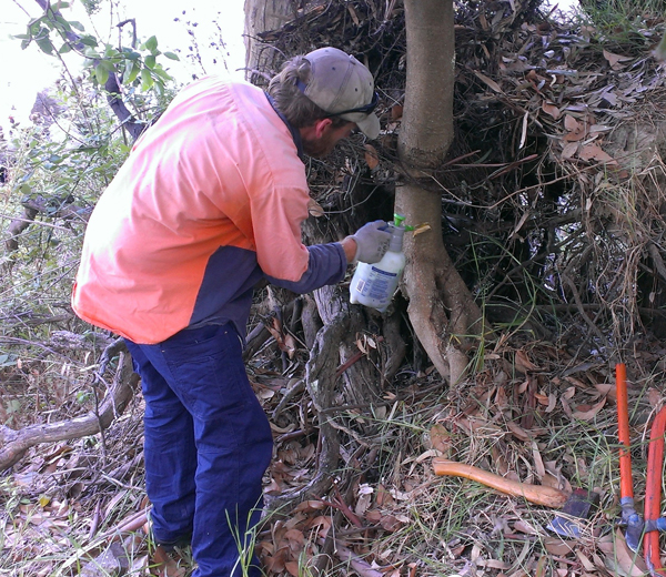 Weed removal for Bush Regeneration at Spillway Reserve - Woolshed Thurgoona Landcare Group